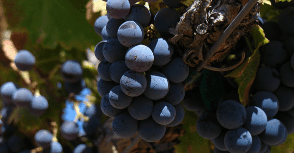 Grenache-Grape-Variety