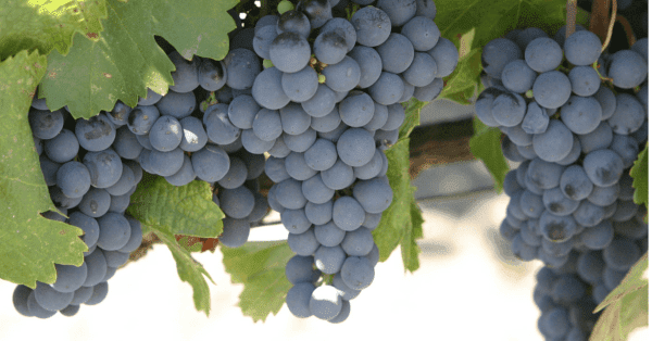 Malbec-Grape-Variety