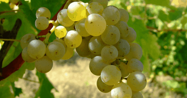 Semillon-Grape-Variety