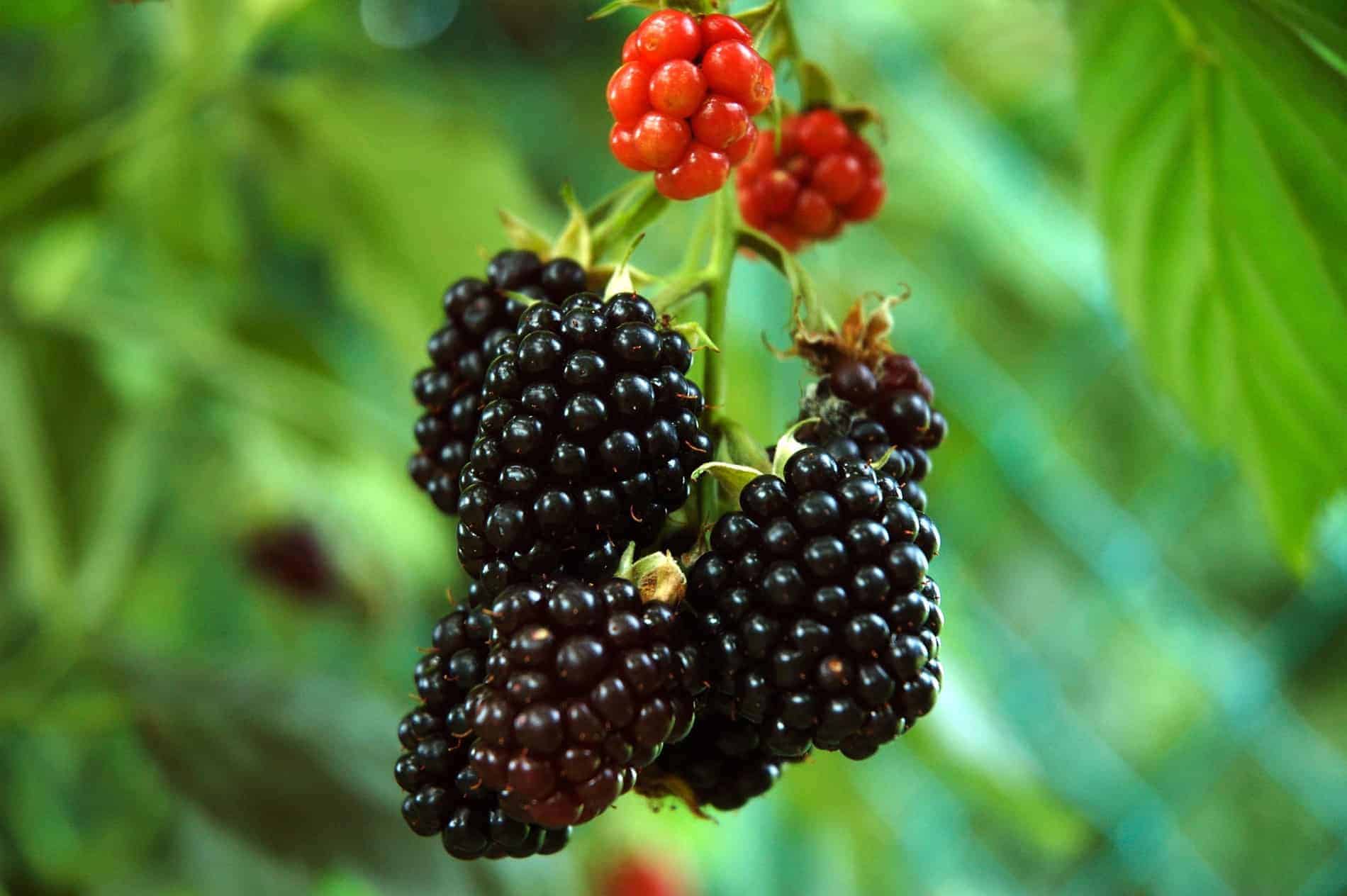 blackberries on plant