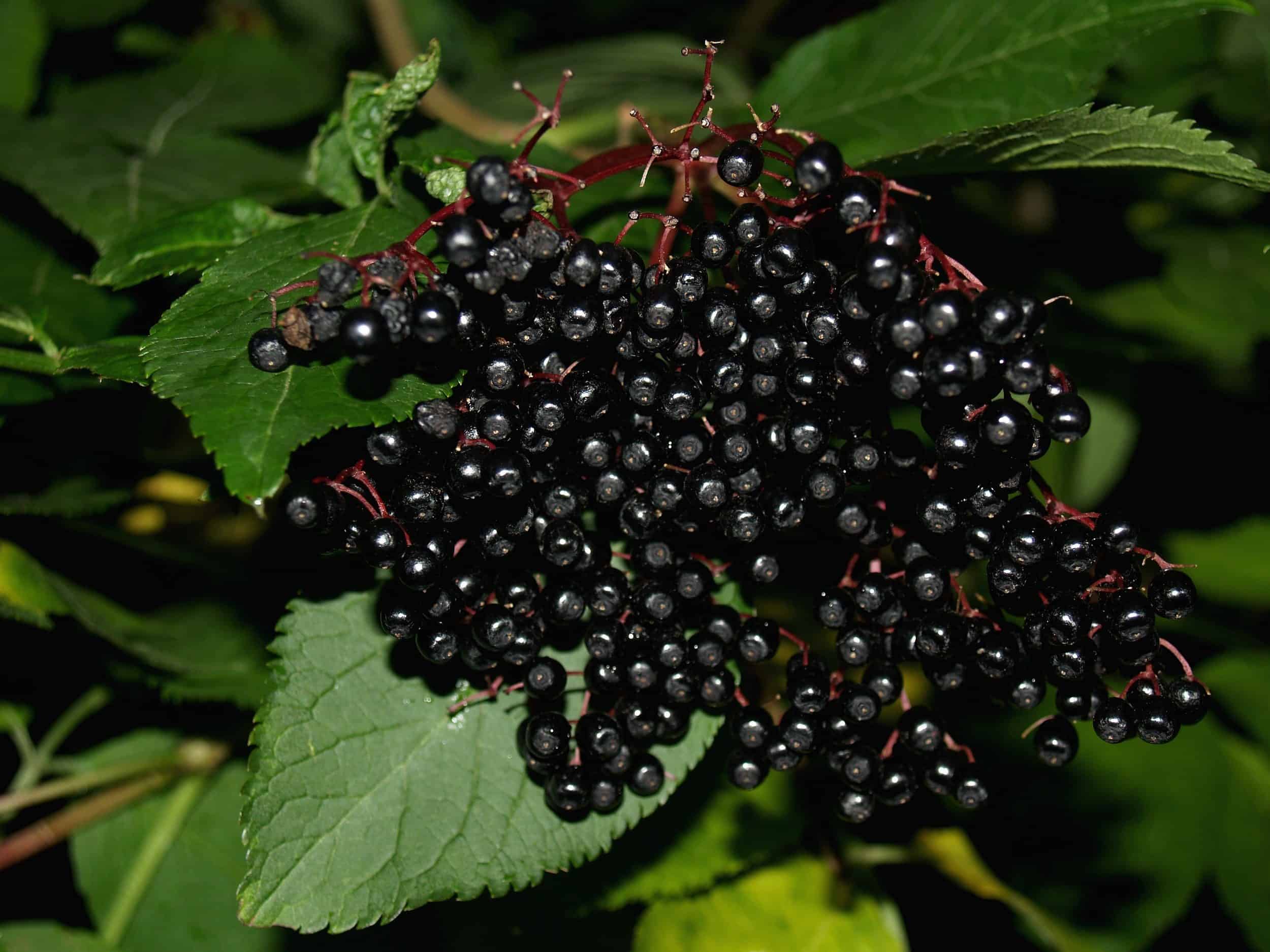 elderberry wine recipe