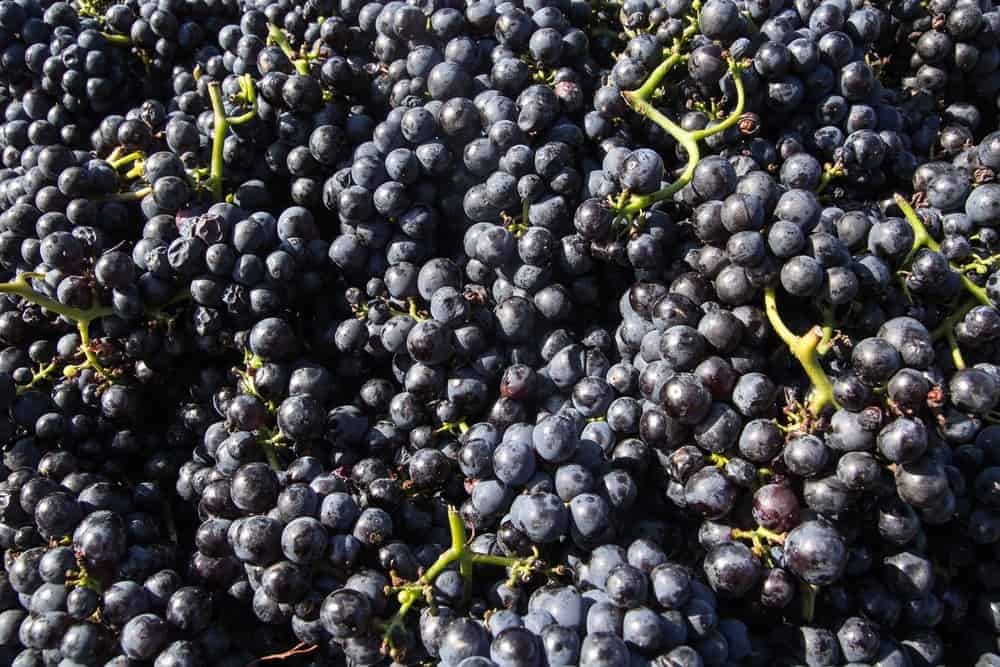 Grapes for wine production