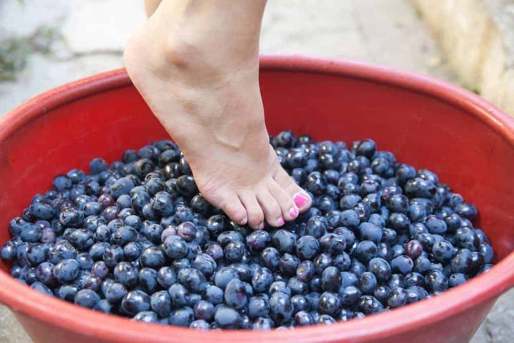 Female feet crushing grapes to make wine
