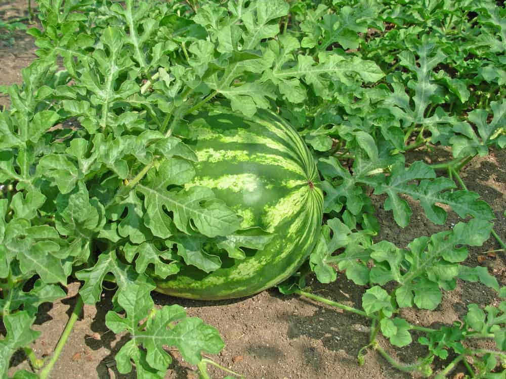 Green watermelon