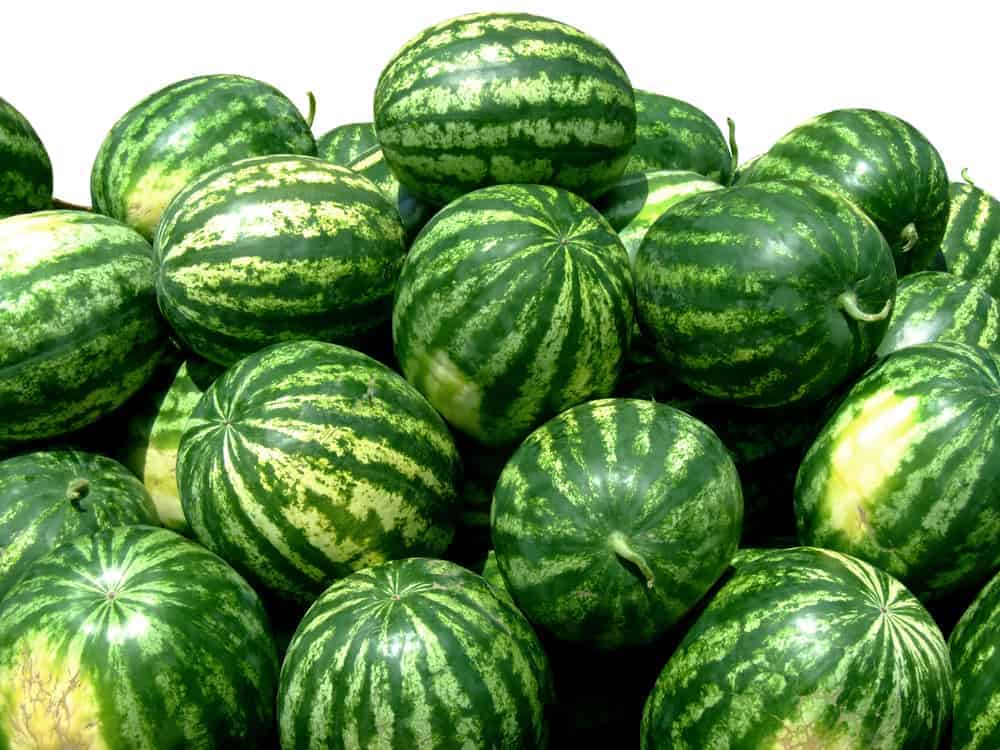 Watermelons isolated