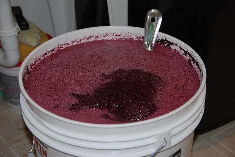 Grape Fermentation in Wine Making