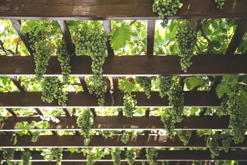grape vines hanging down