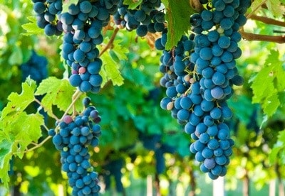 Grapes ready for winemaking
