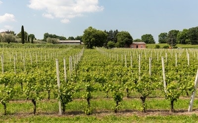 Vineyard-in-the-Valpolicella-region-in-Italy
