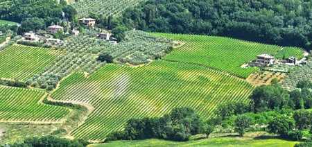 Vineyards-near-the-city-of-Montepulciano