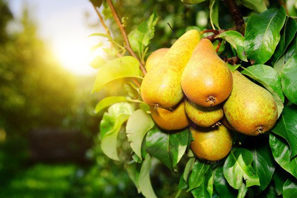 pears on a tree