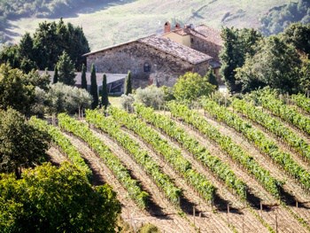 vineyard in Montepulciano