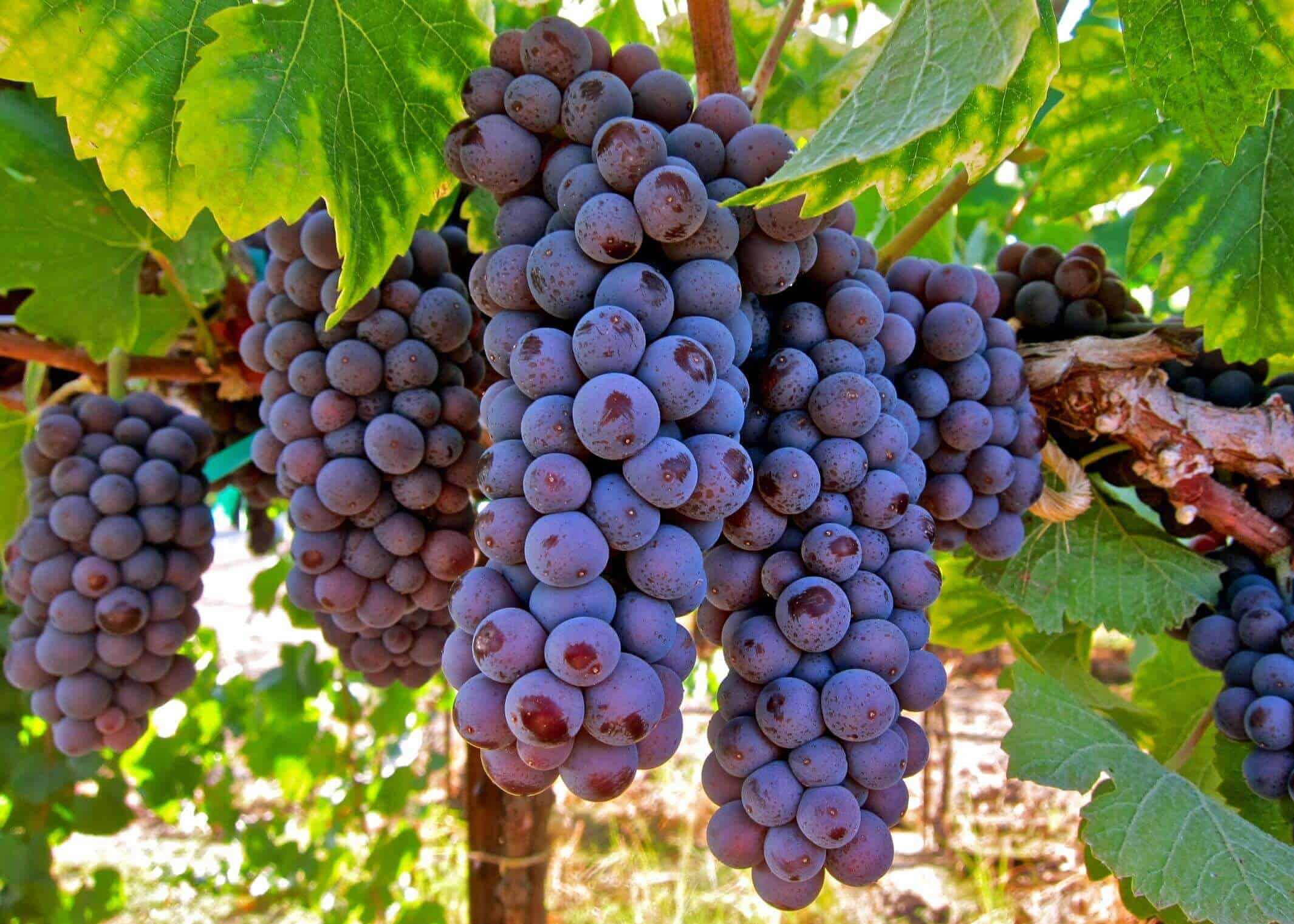 pinot gris grapes