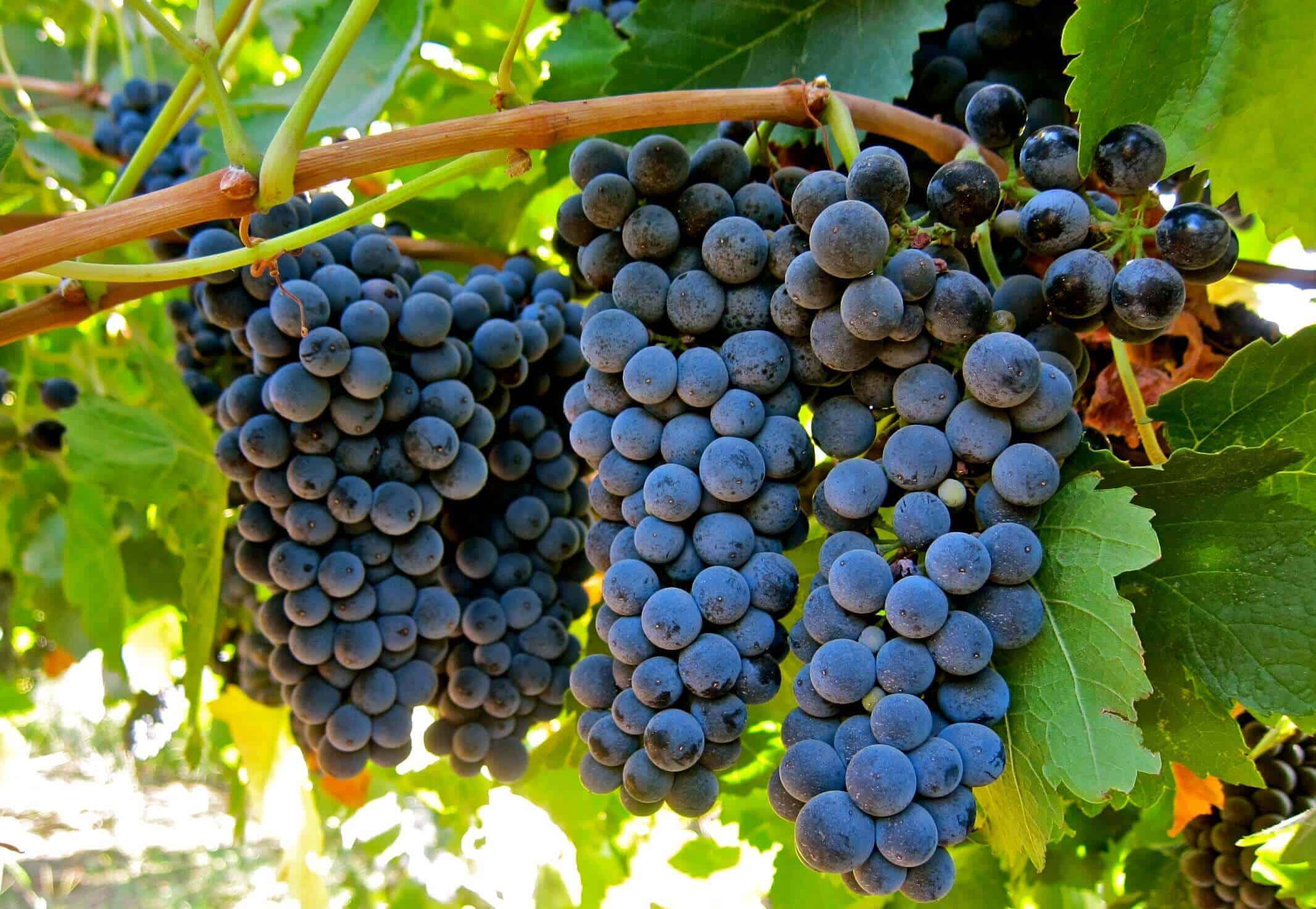 shiraz grapes