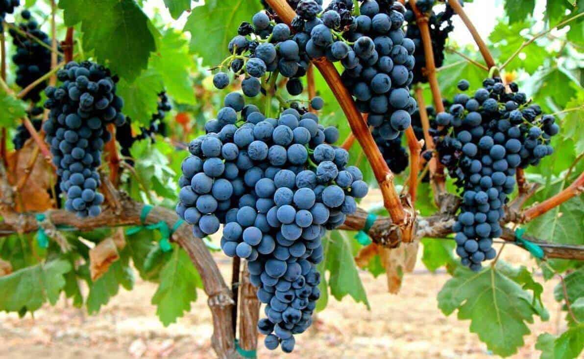 tempranillo grapes