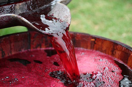 Making red wine in a barrel