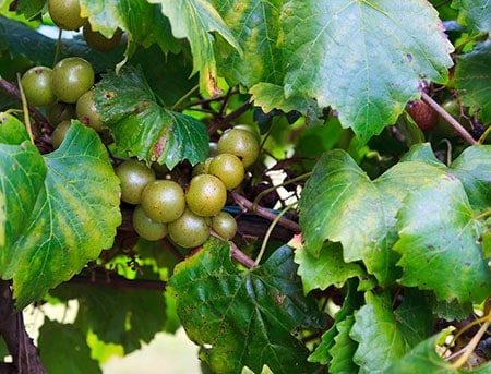 Muscadine grapes growing on a vine