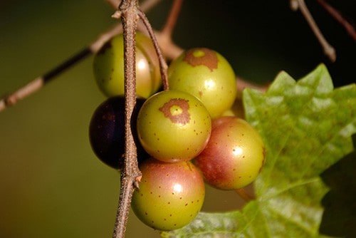 Muscadines on a vine