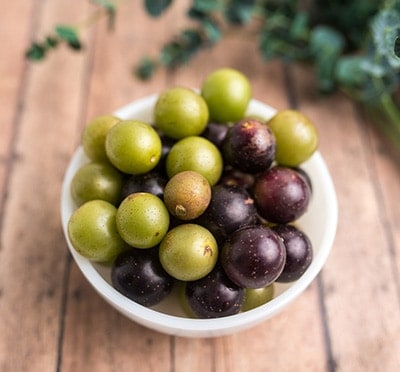 muscadine scuppernong grapes