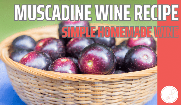 muscadines in a basket