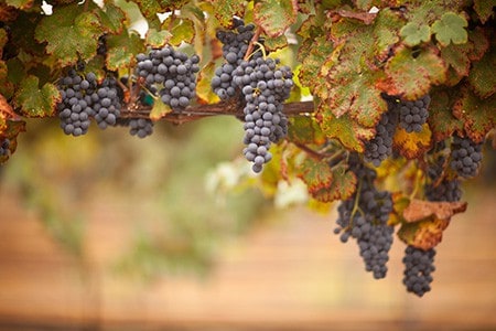 Cabernet Franc grapes on vine
