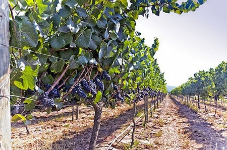 Carmenere grapes on vines