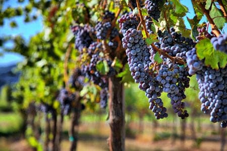 merlot grape vines