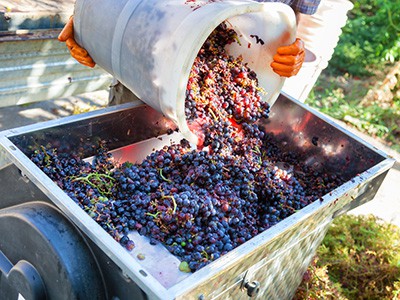 Sorting grapes for winemaking