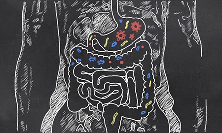 Intestines and gut bacteria