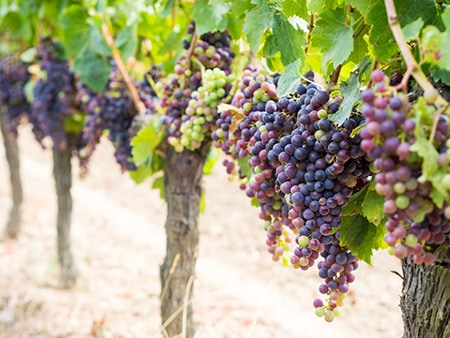 Bunches of cabernet sauvignon grapes growing on vine