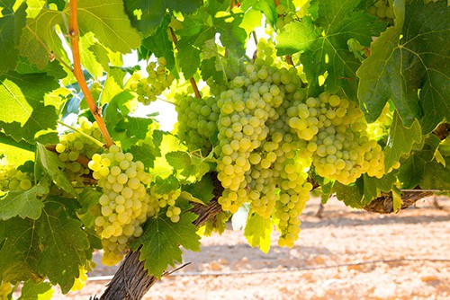 Chardonnay grapes growing in a vineyard