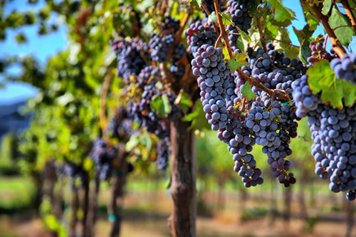 Merlot grapes growing on vines