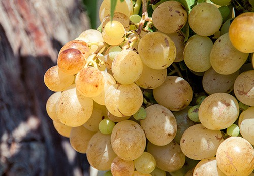 Muscat grapes on vine