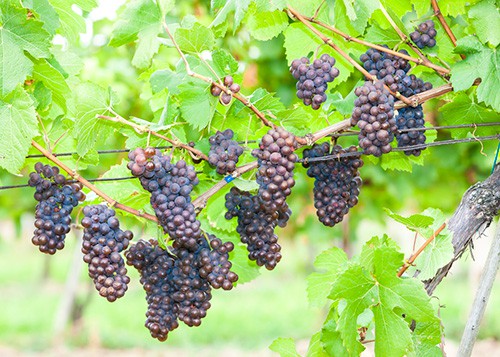 Pinot gris grapes growing in vineyard
