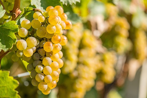 Riesling grapes growing on a vine