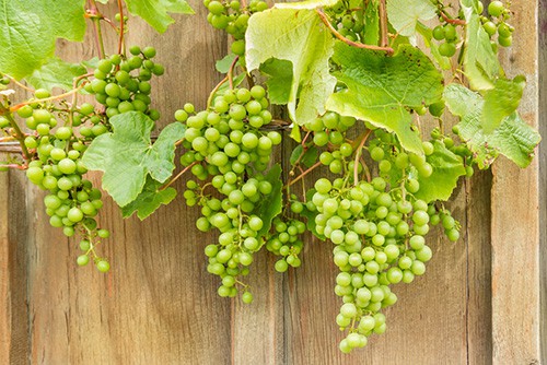 Sauvignon Blanc grapes on a vine