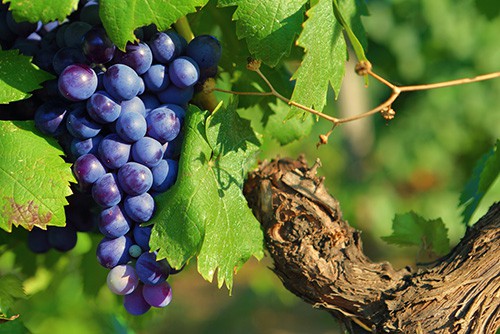 Syrah wine grapes on a vine