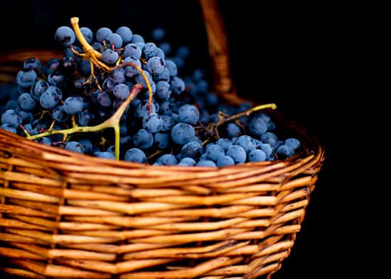 Basket of ripe Tempranillo grapes