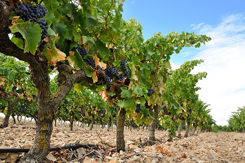 Grapes in a vineyard in La Rioja