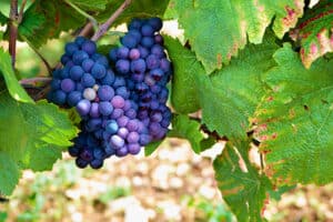 Pinot Noir grapes hanging on vine