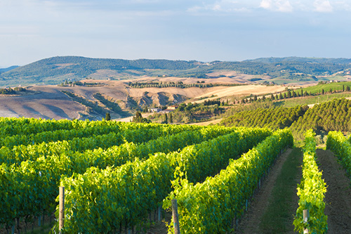 Vineyards in Chianti, Italy