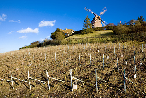 Vineyard near Verzenay in the Champagne region