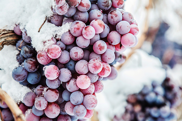Frozen grapes for ice wine