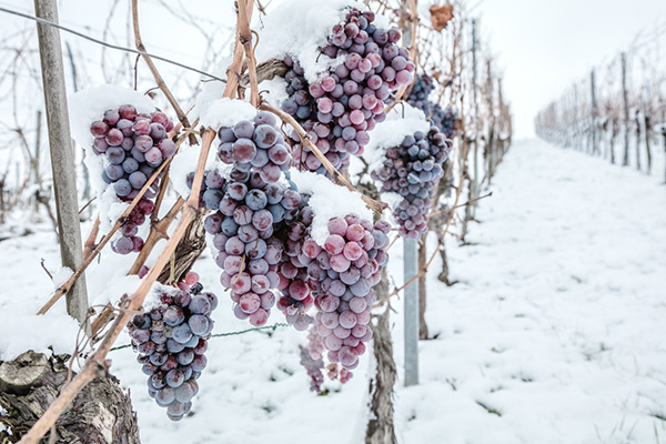 Frozen grapes on vine for ice wine