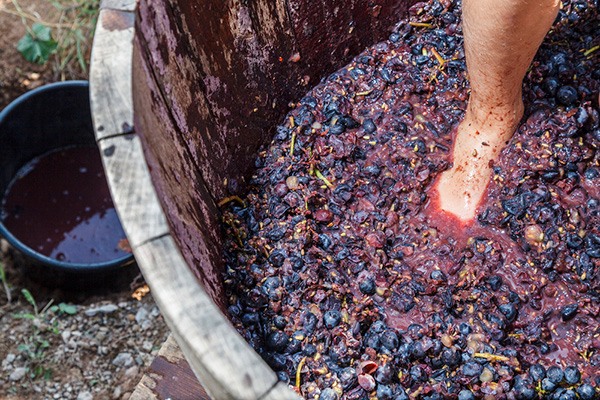 pressing grapes by foot