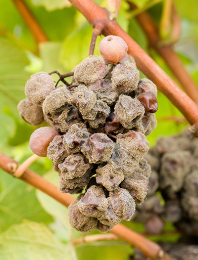Botrytised grapes