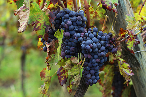 Nero d'Avola grapes on a vine