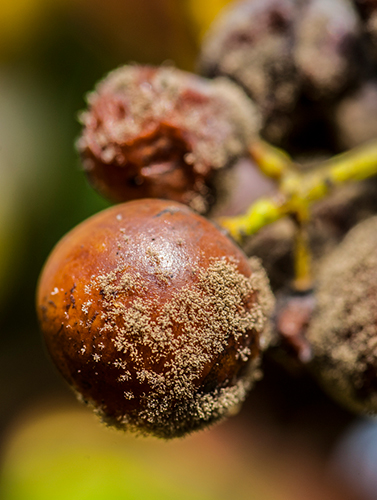 Noble rot close up