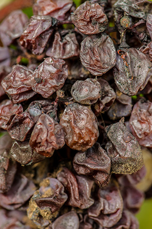 Noble rot in wine grapes
