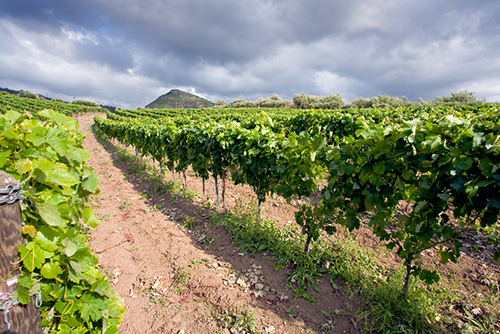 Vineyards near Etna in Sicily